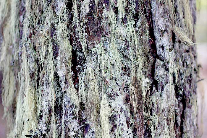 Bearded Tree